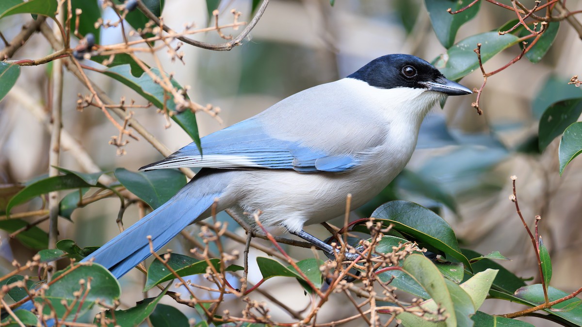 Azure-winged Magpie (Japanese) - ML630460236