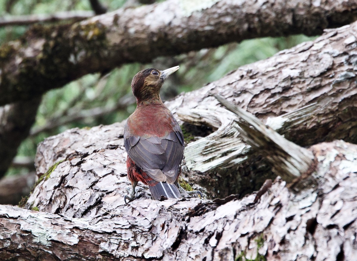 Okinawa Woodpecker - ML630460332