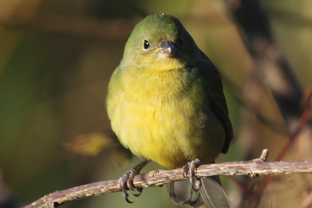 Painted Bunting - ML630460385