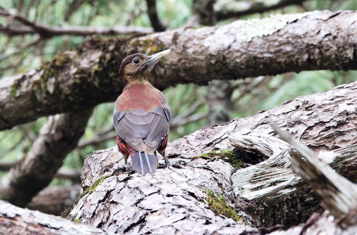 Okinawa Woodpecker - ML630460443