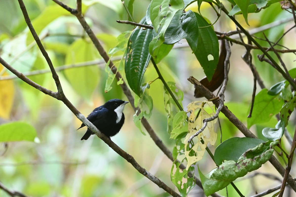 White-throated Manakin - ML630460844