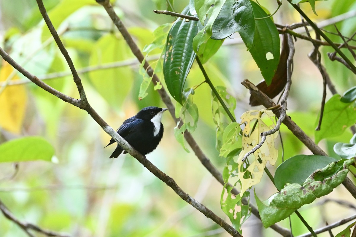 White-throated Manakin - ML630460845