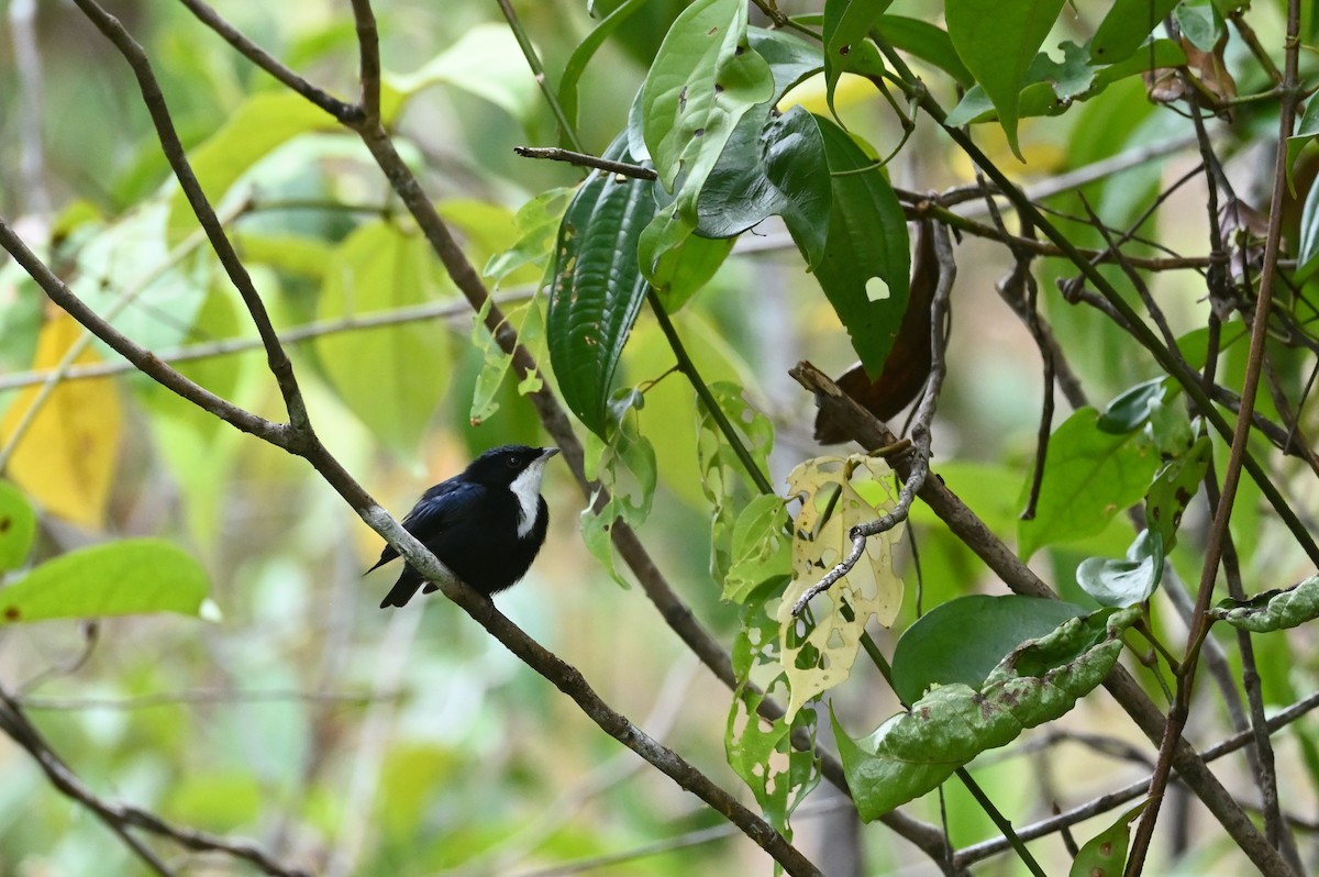 White-throated Manakin - ML630460846