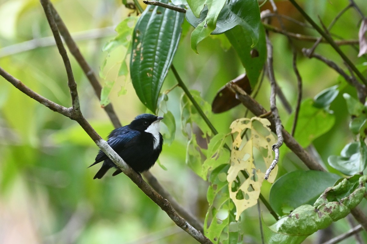 White-throated Manakin - ML630460847