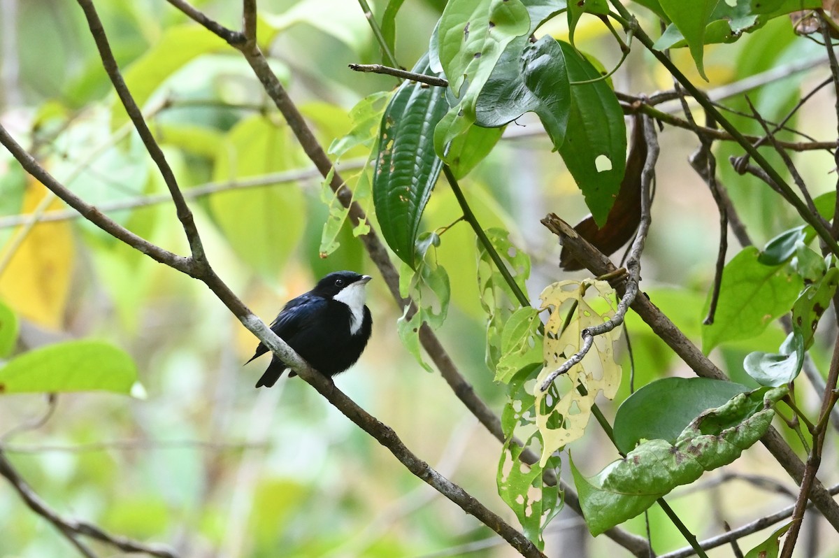 White-throated Manakin - ML630460848