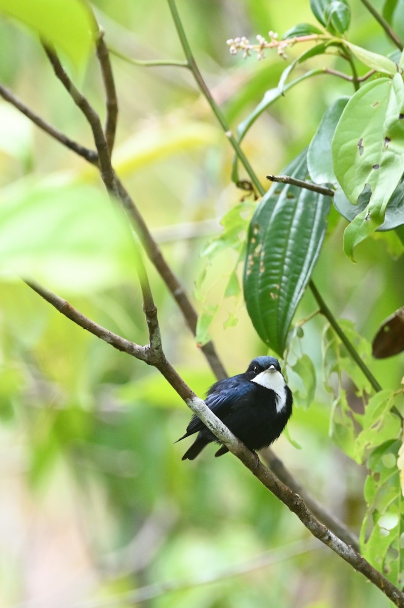 White-throated Manakin - ML630460849