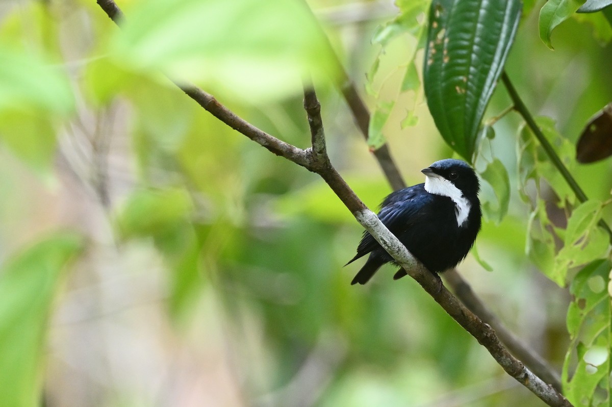 White-throated Manakin - ML630460933