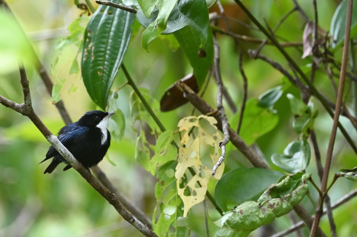 White-throated Manakin - ML630460934