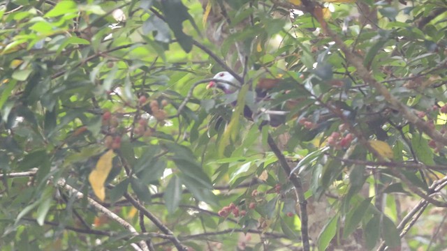 Wompoo Fruit-Dove - ML630460947