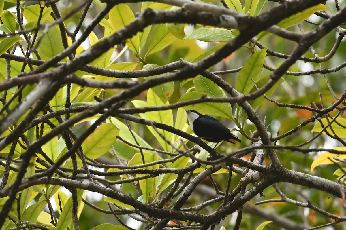 White-throated Manakin - ML630460949