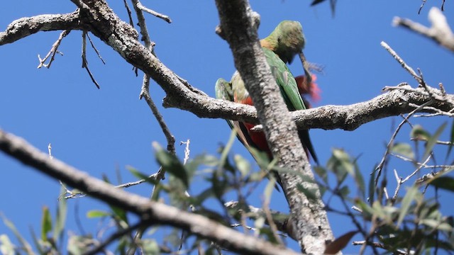 Australian King-Parrot - ML630460963