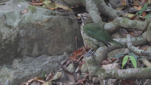 Spotted Catbird - ML630460989