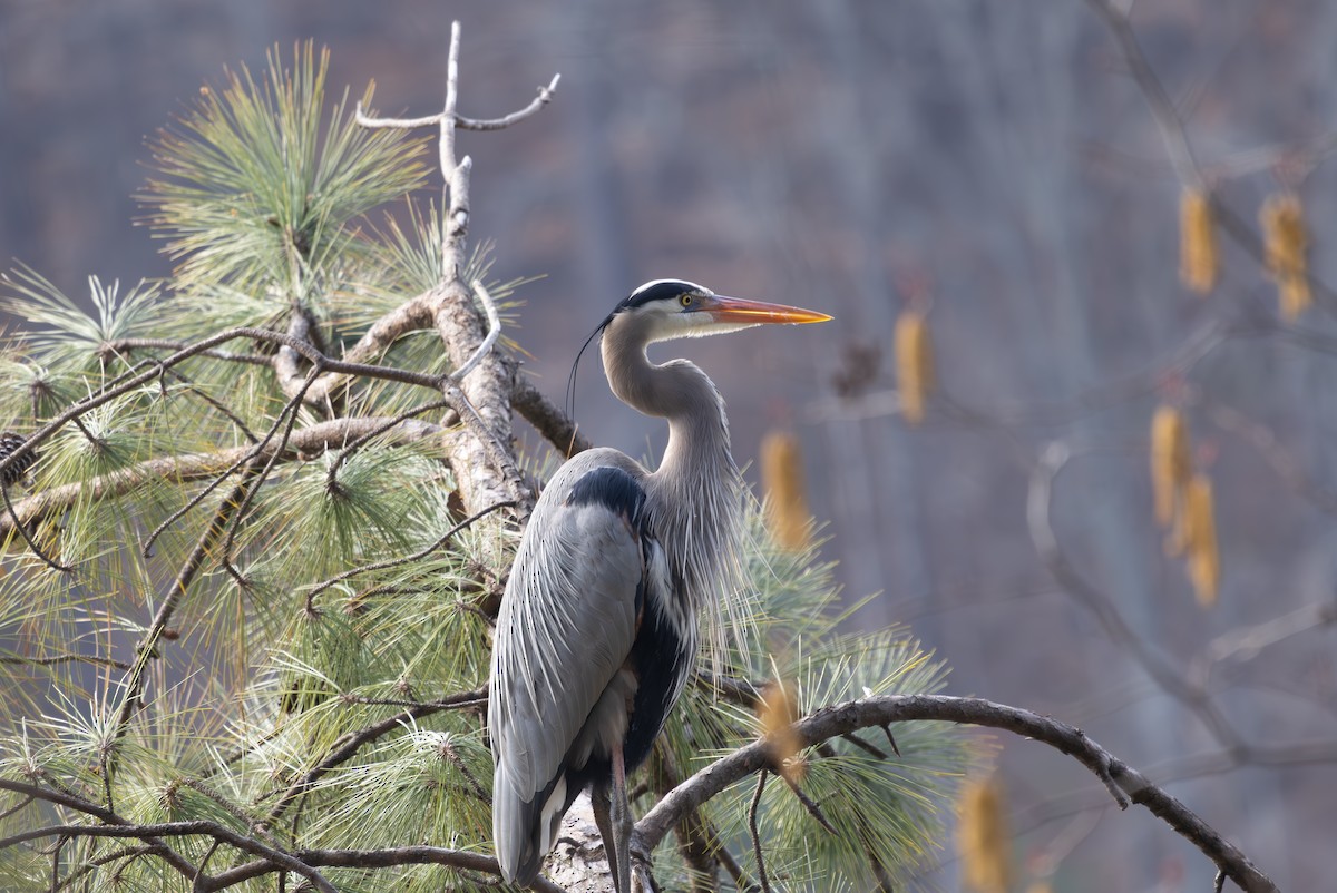 Great Blue Heron - ML630461031