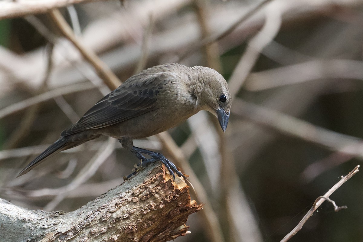 Shiny Cowbird - Michael Tromp