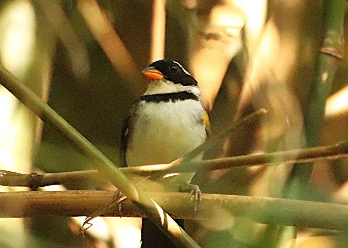 Saffron-billed Sparrow (Gray-backed) - ML630461136