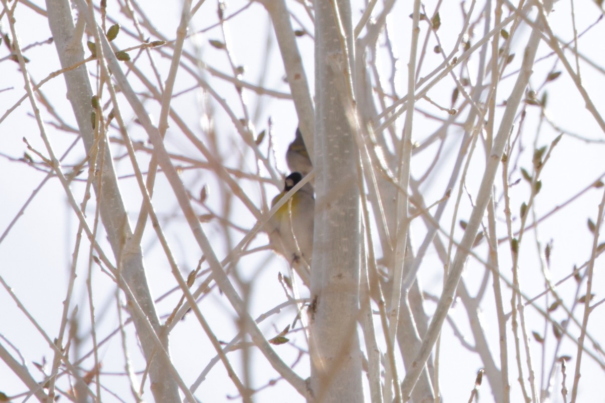 Lawrence's Goldfinch - ML630461253