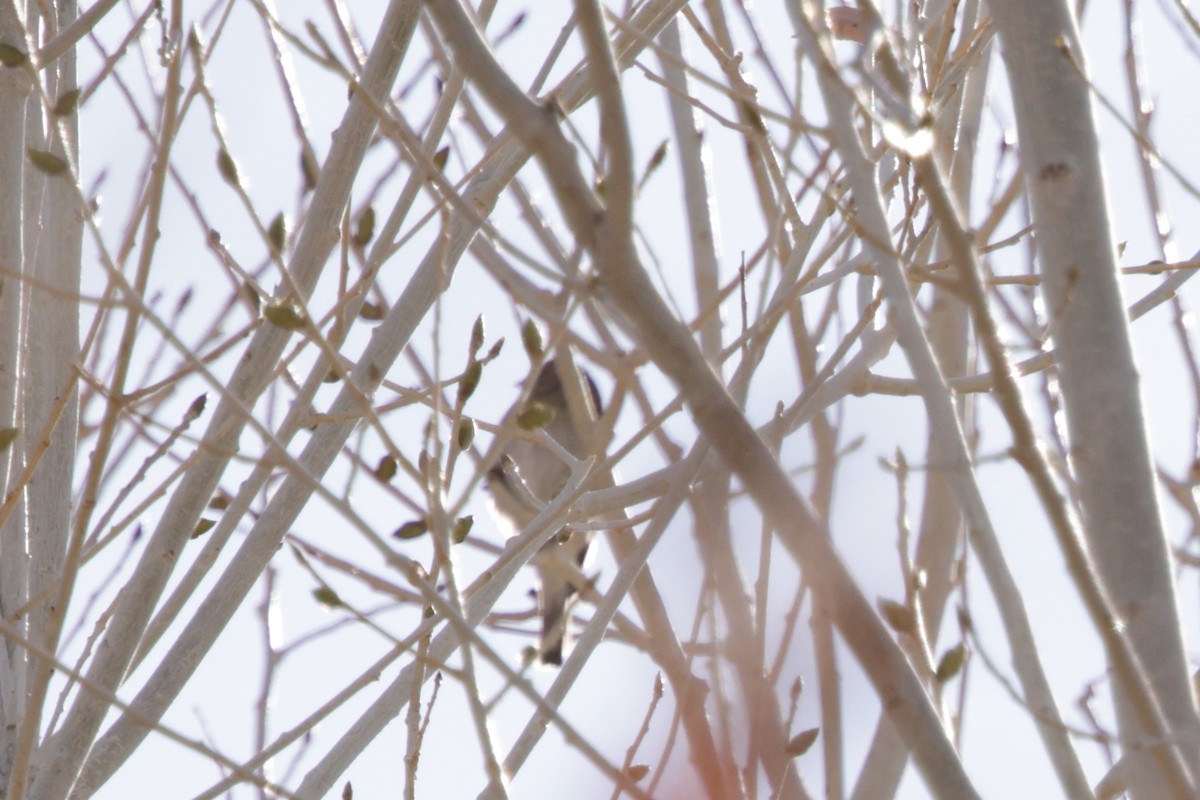 Lawrence's Goldfinch - ML630461254