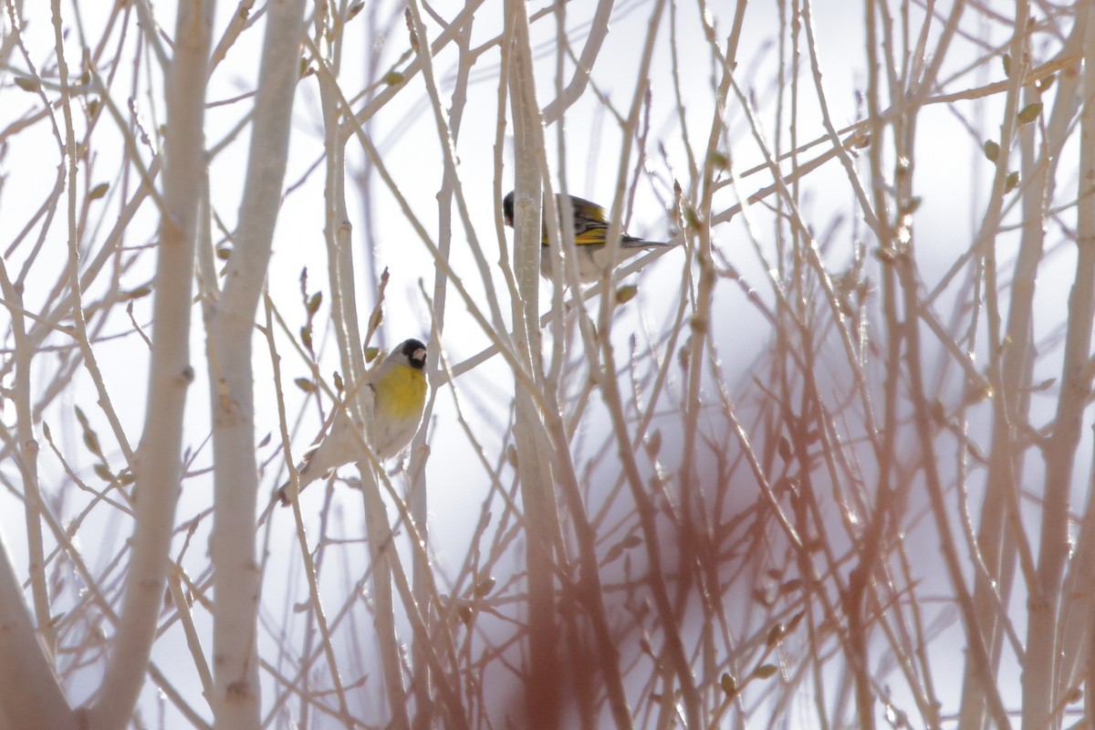 Lawrence's Goldfinch - ML630461255