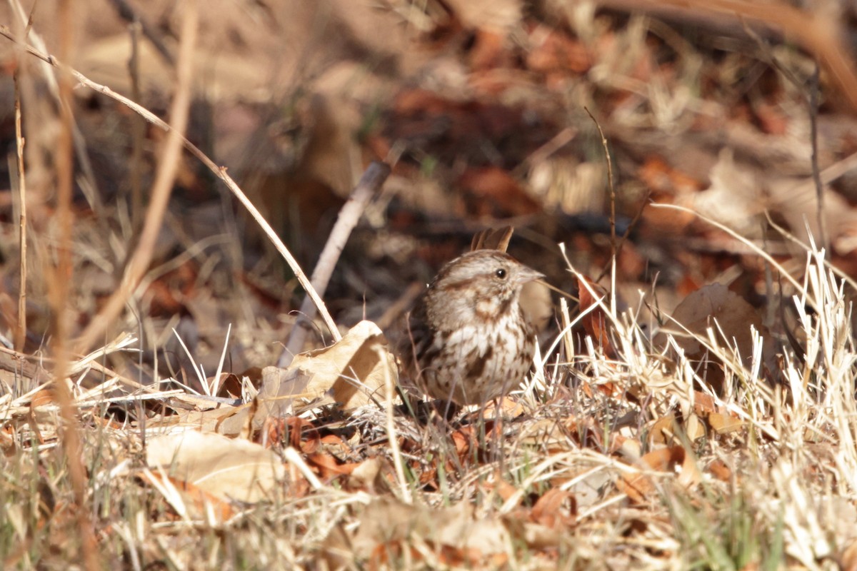 Song Sparrow - ML630461330