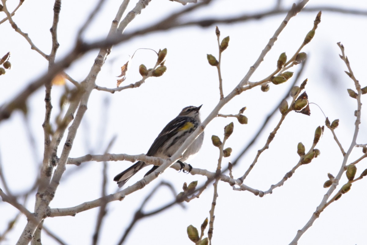 Yellow-rumped Warbler (Myrtle) - ML630461350