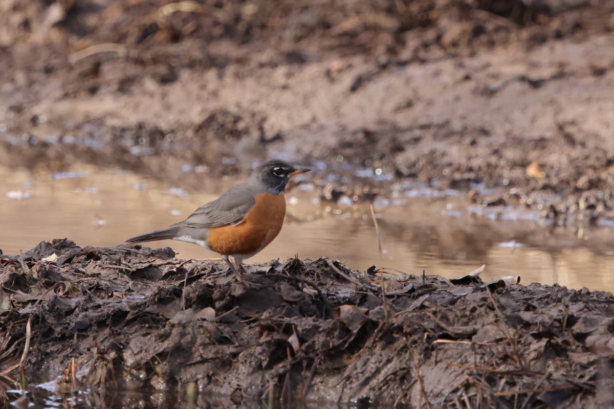 American Robin - ML630461366