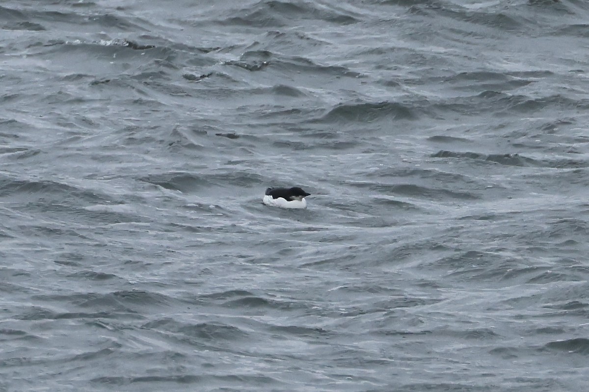 Thick-billed Murre - ML630461412