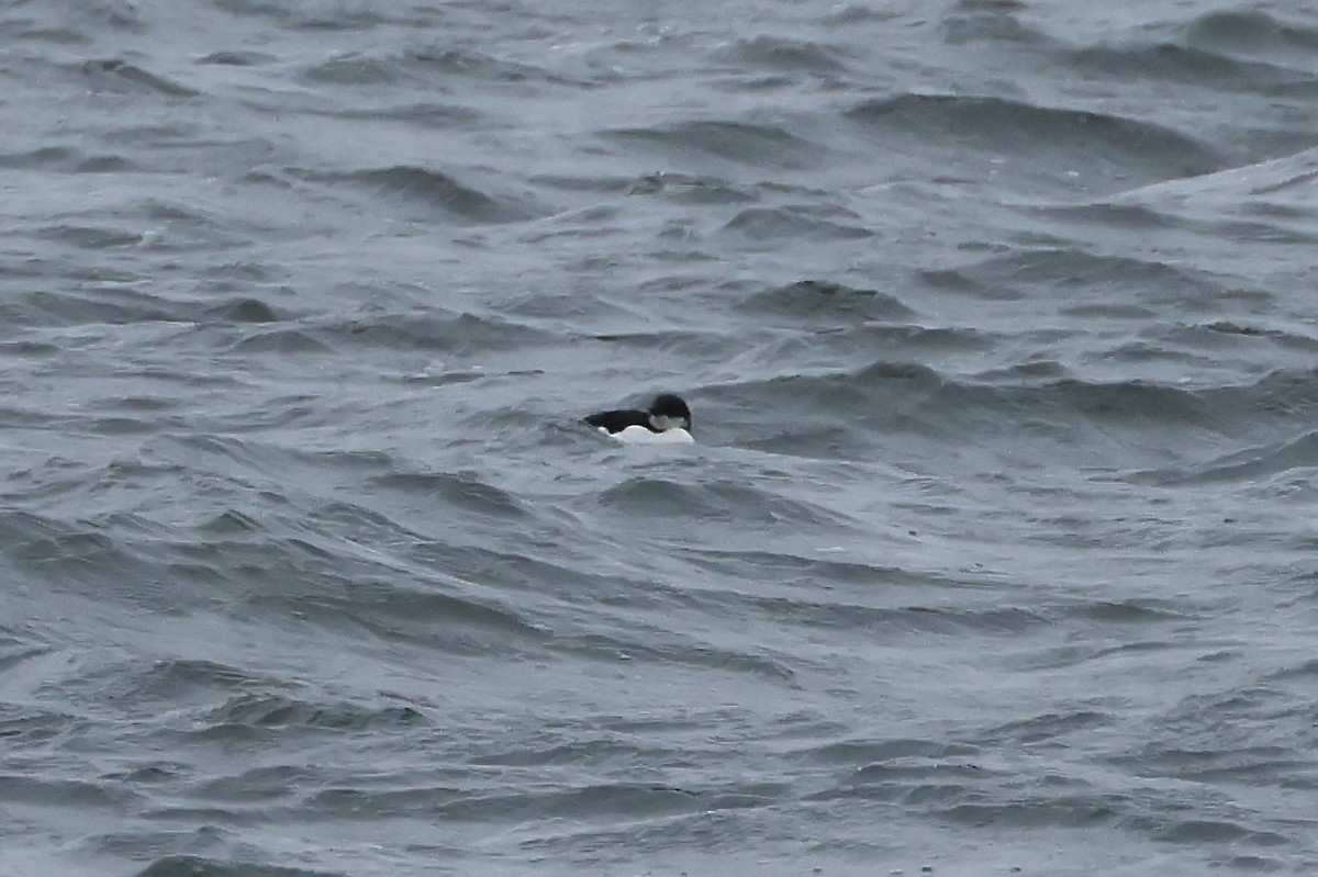 Thick-billed Murre - ML630461413