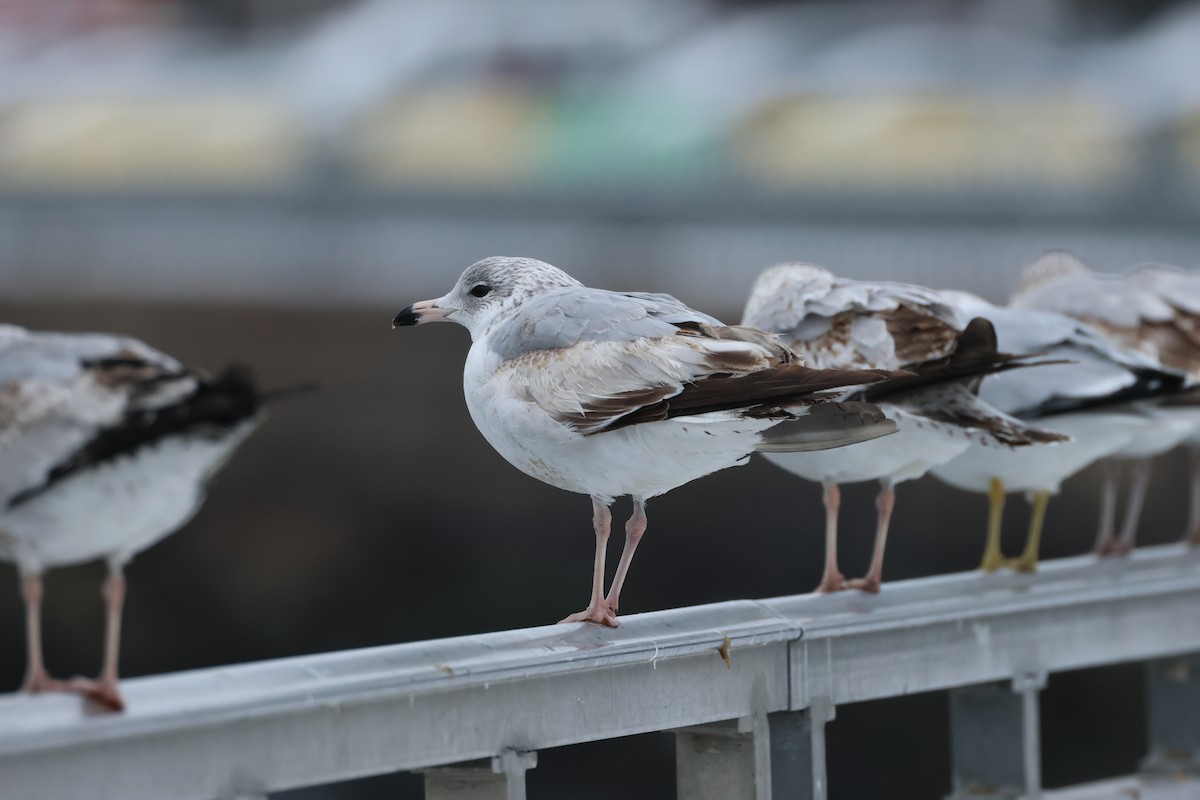 Ring-billed Gull - ML630461417
