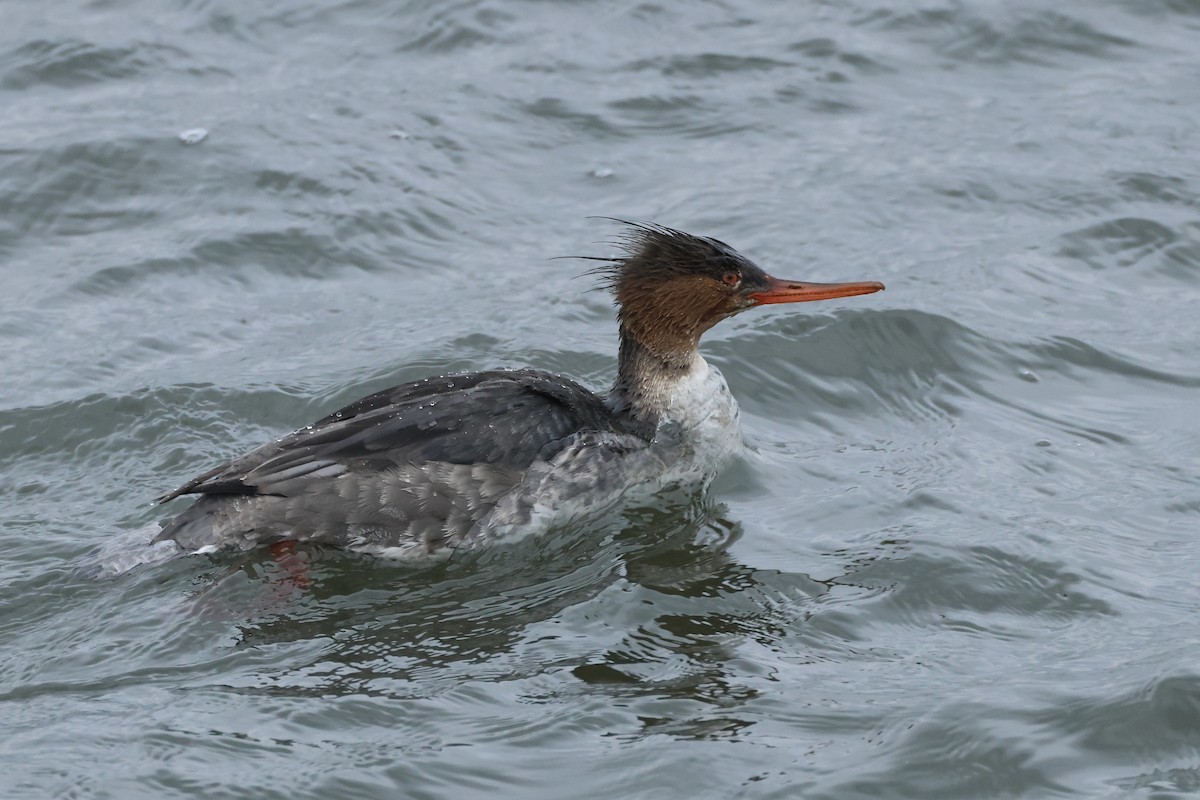 Red-breasted Merganser - ML630461425