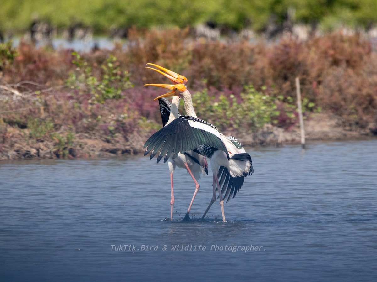 nesyt indický - ML630461556