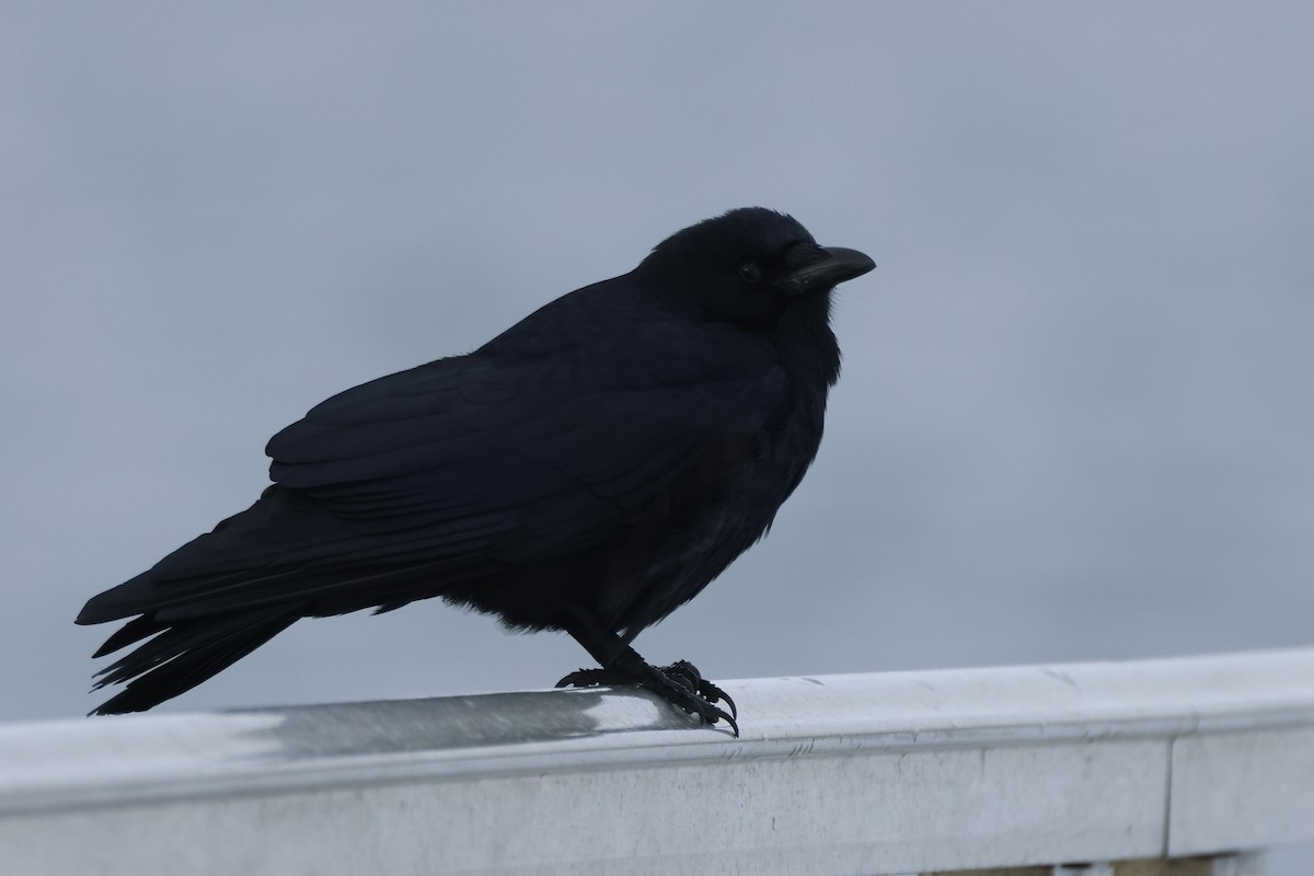 Fish Crow - ML630461595