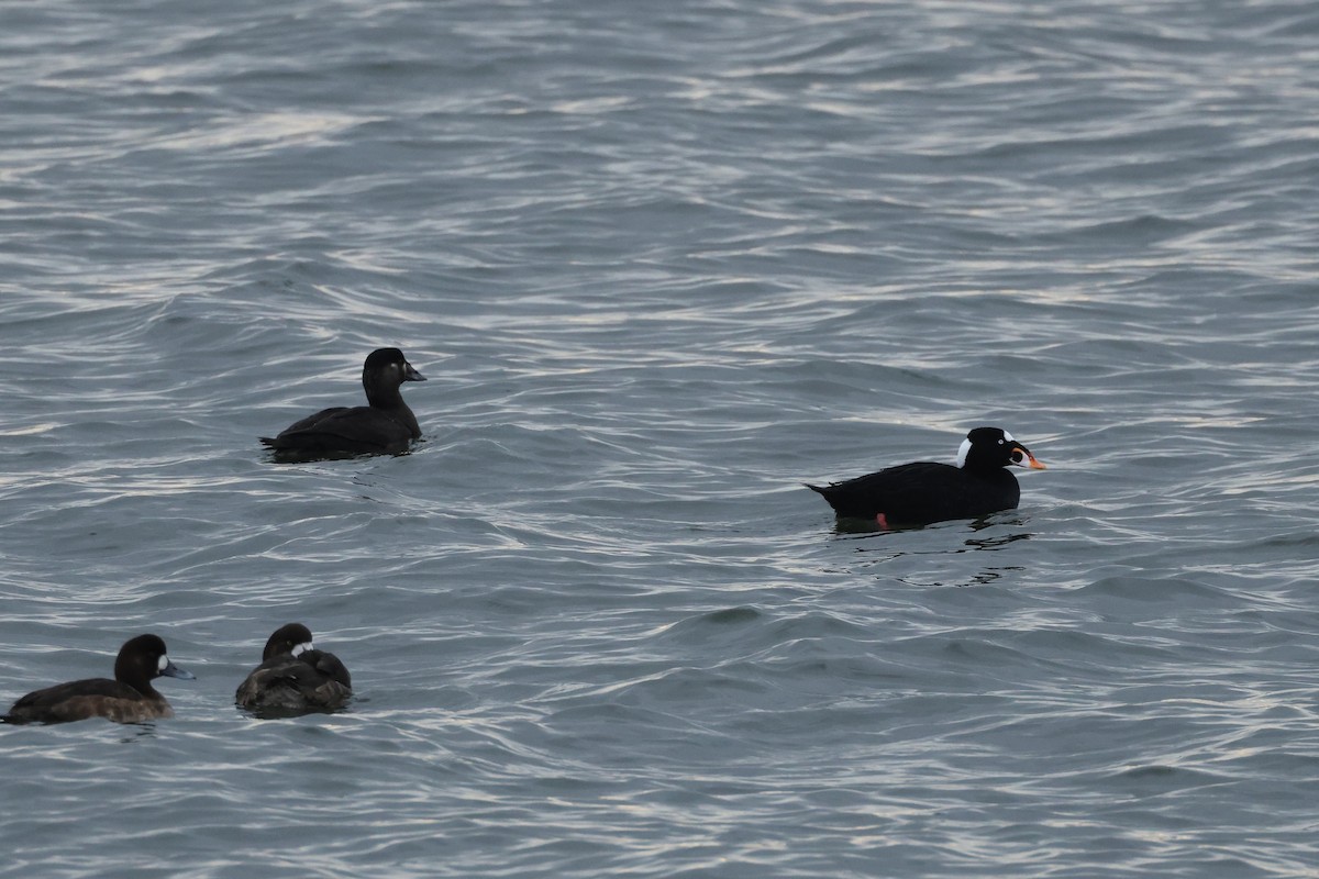 Surf Scoter - ML630461609
