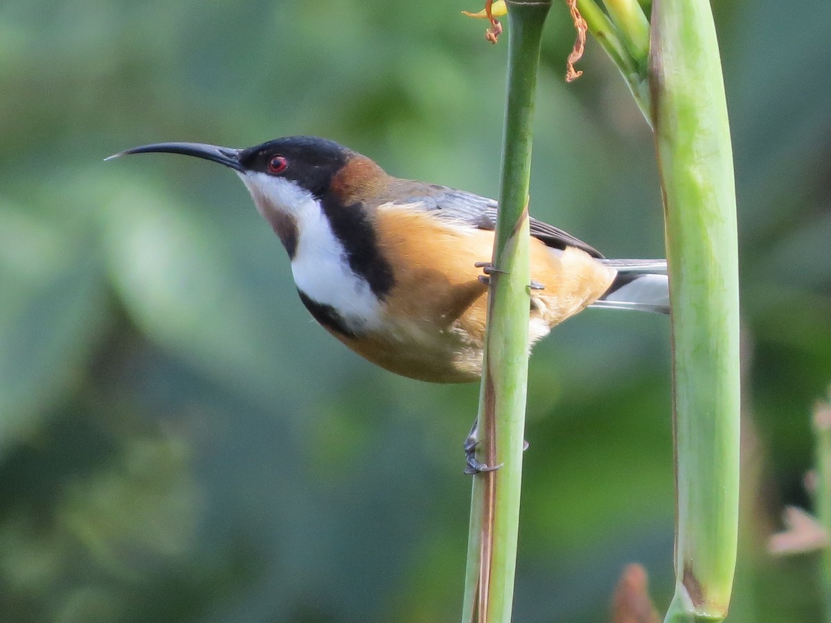 Eastern Spinebill - B C