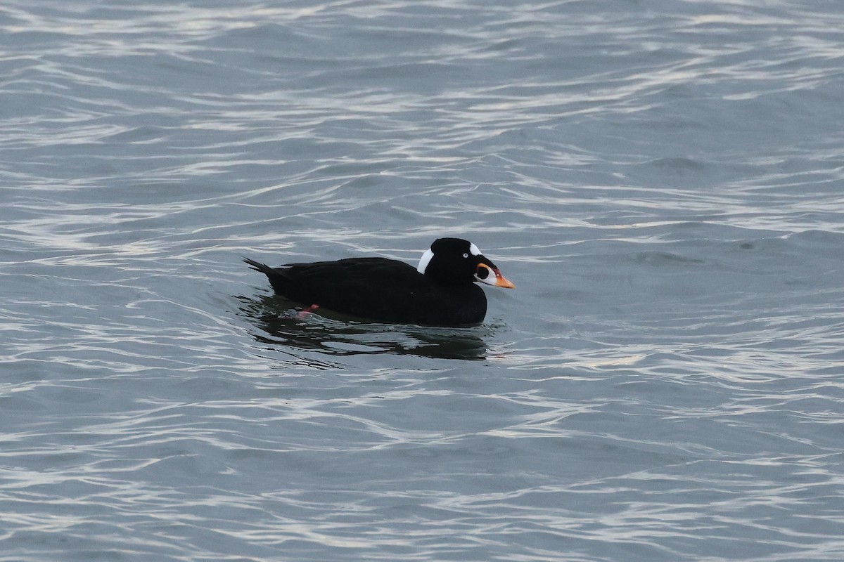 Surf Scoter - ML630461610