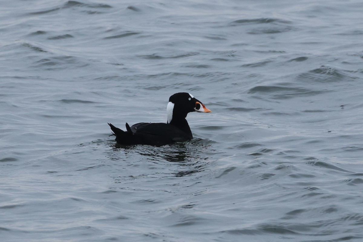 Surf Scoter - ML630461611