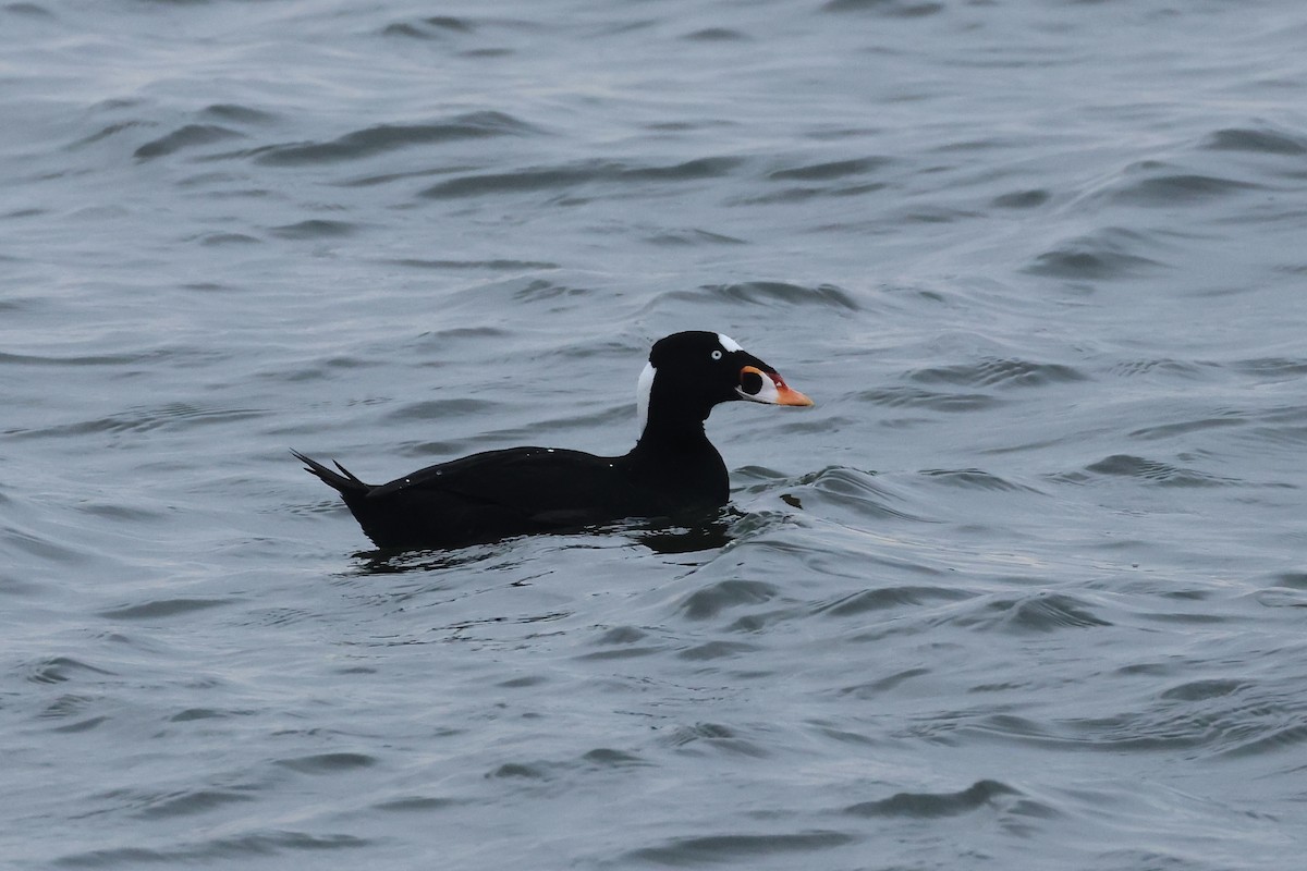 Surf Scoter - ML630461615