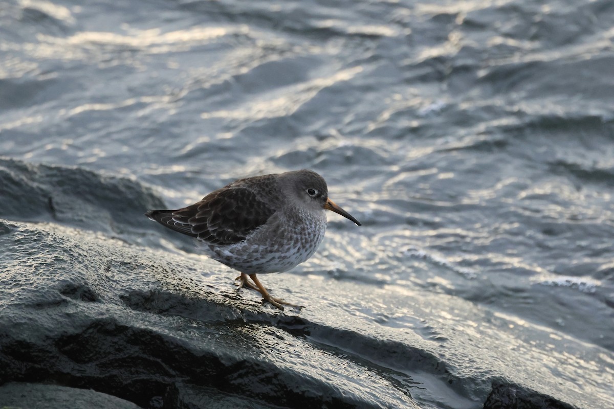 Purple Sandpiper - ML630461621