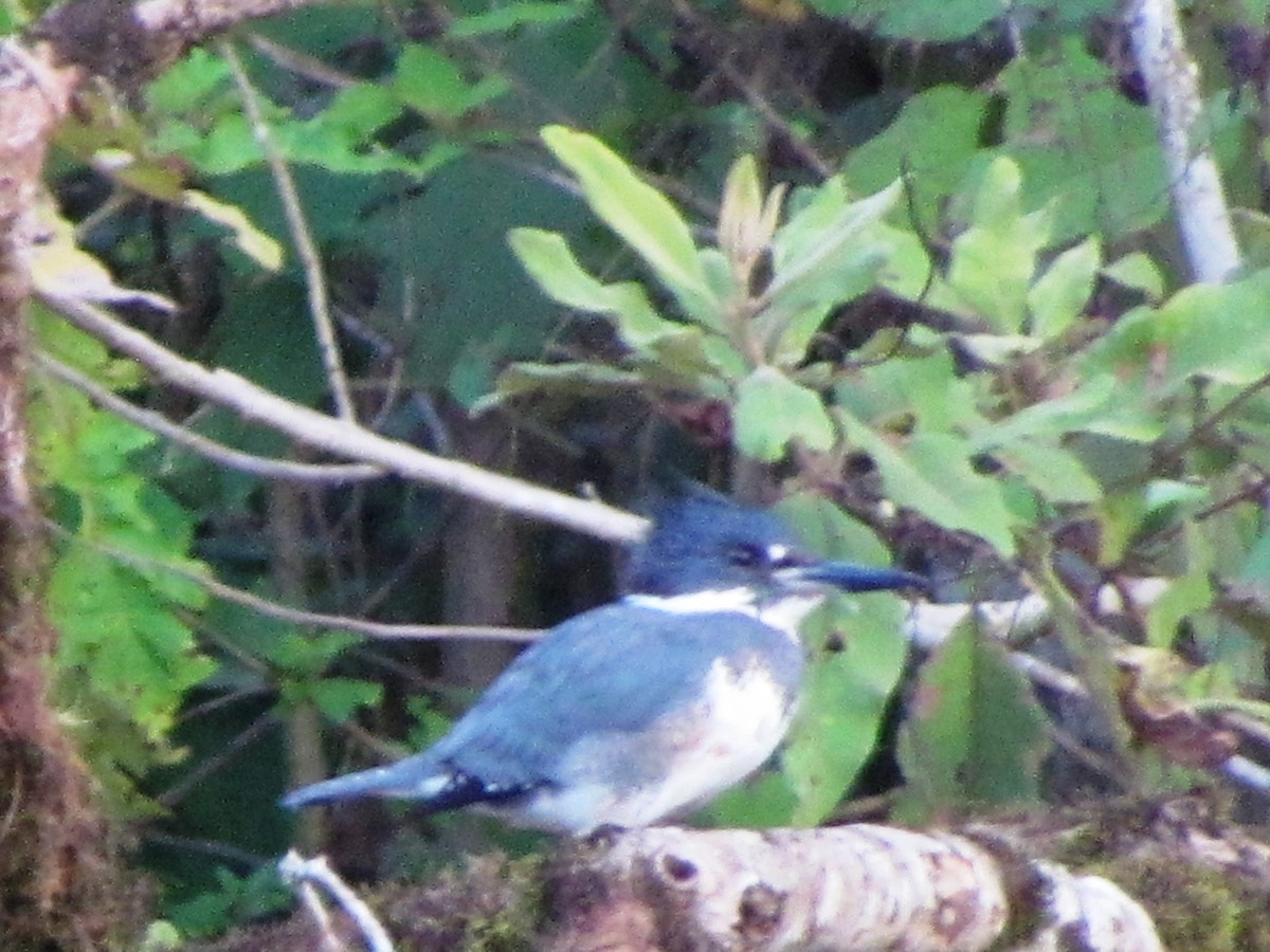 Belted Kingfisher - ML630461623