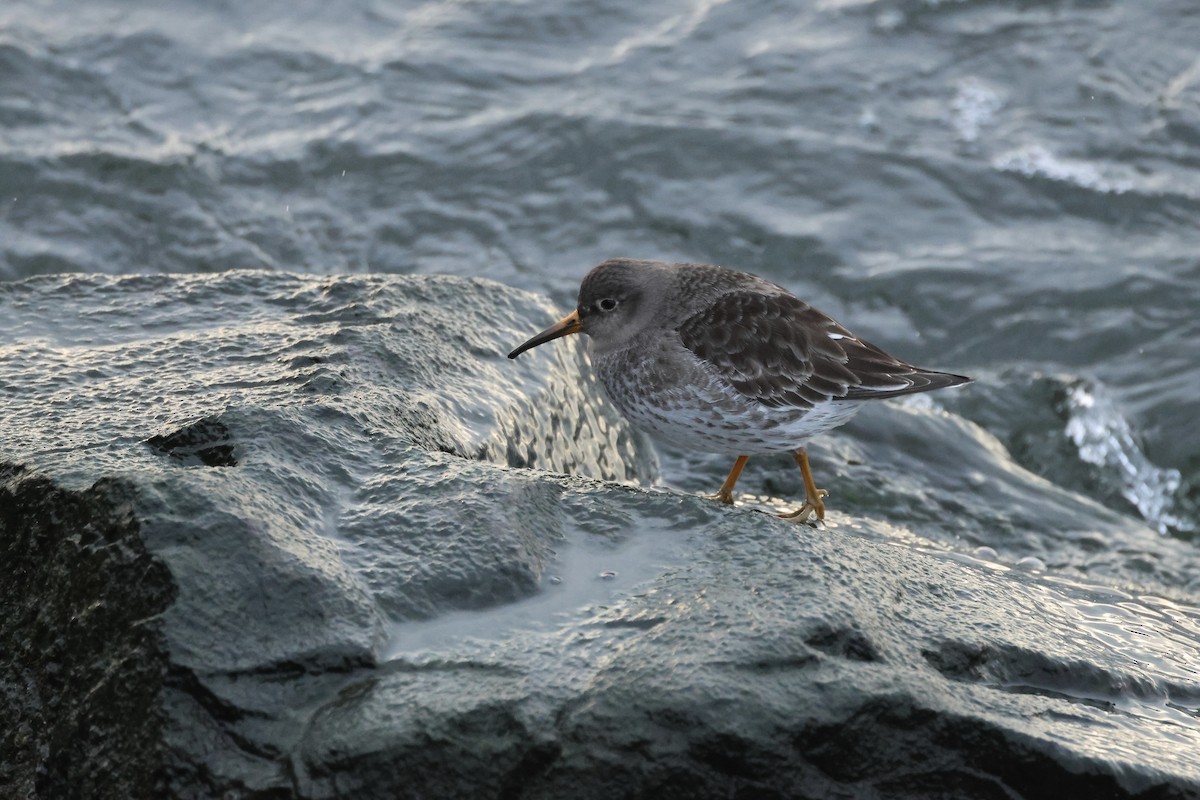 Purple Sandpiper - ML630461626