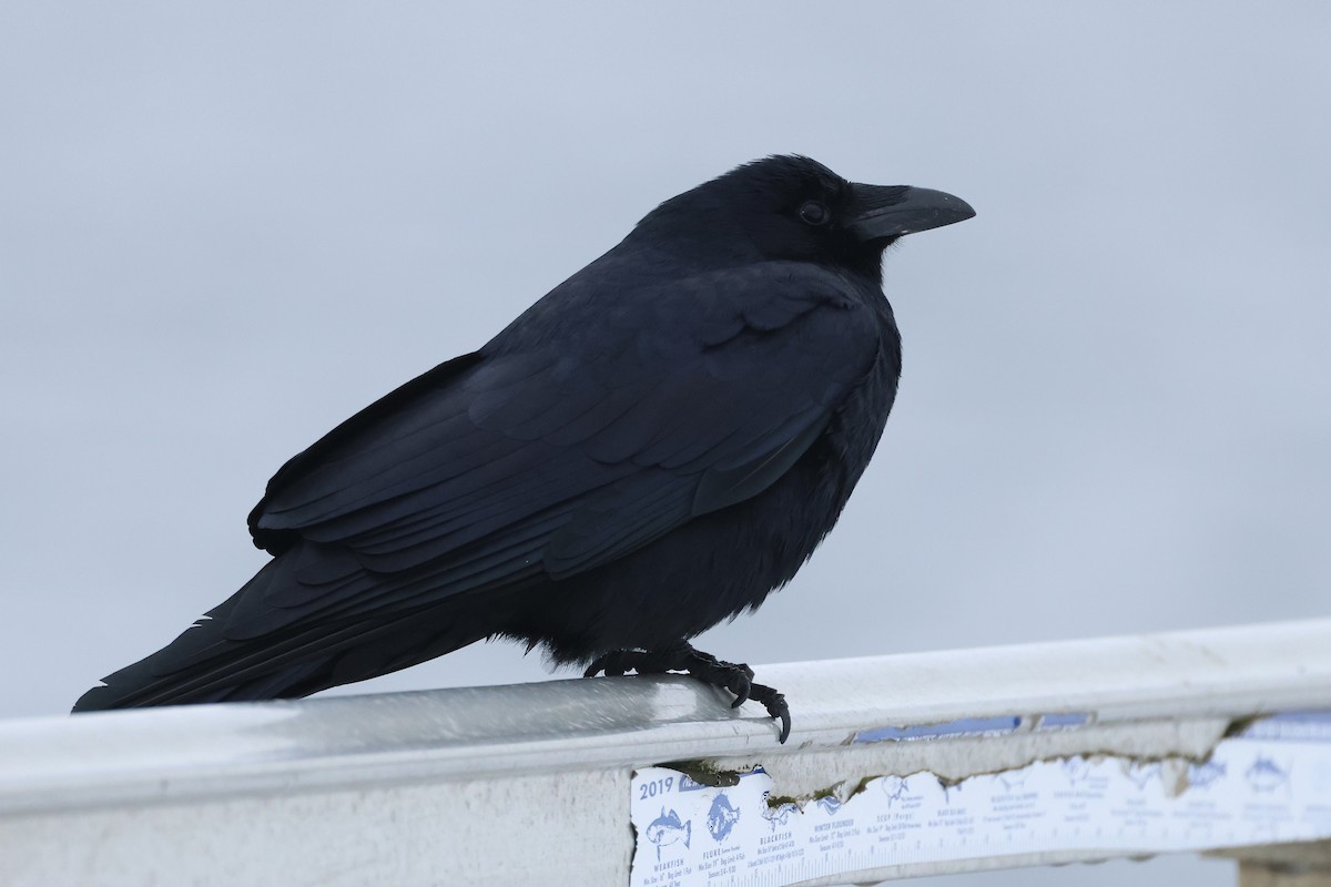 Fish Crow - ML630461633