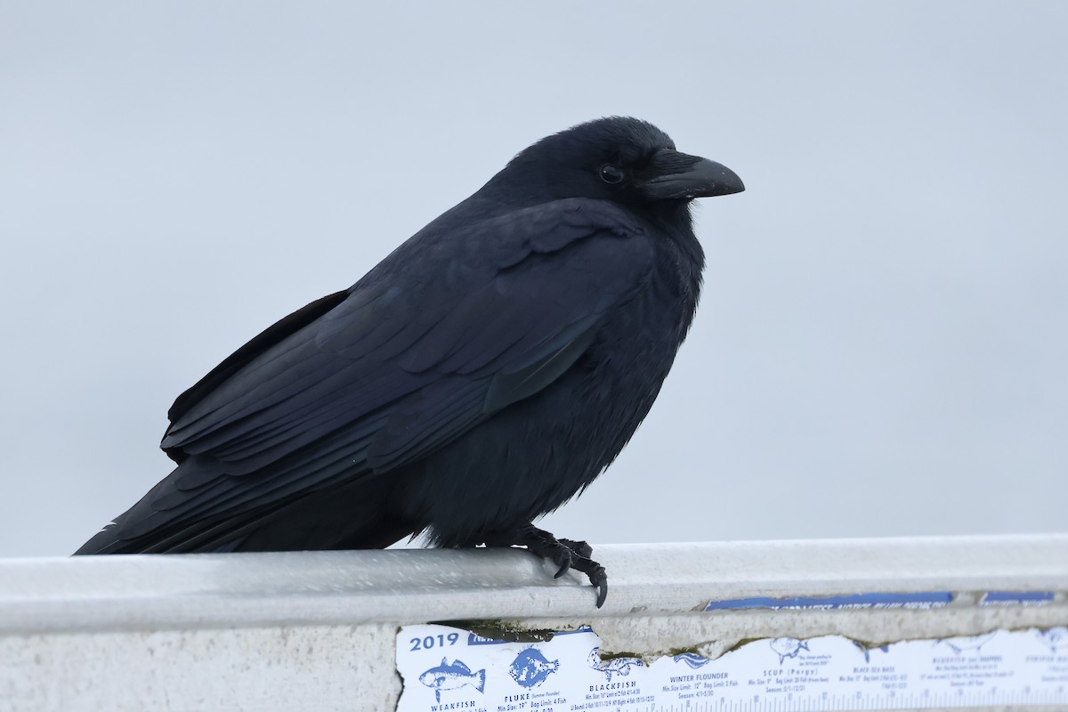 Fish Crow - ML630461634