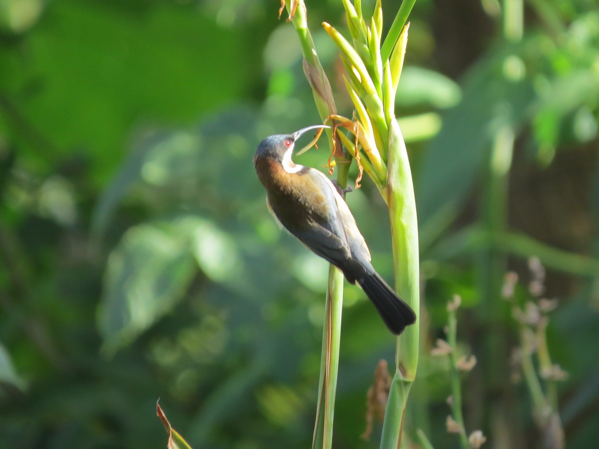 Eastern Spinebill - B C