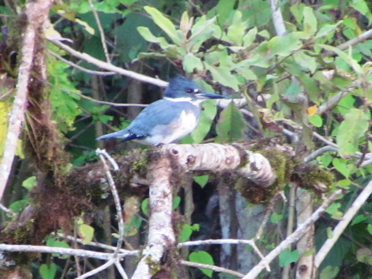 Belted Kingfisher - ML630461849