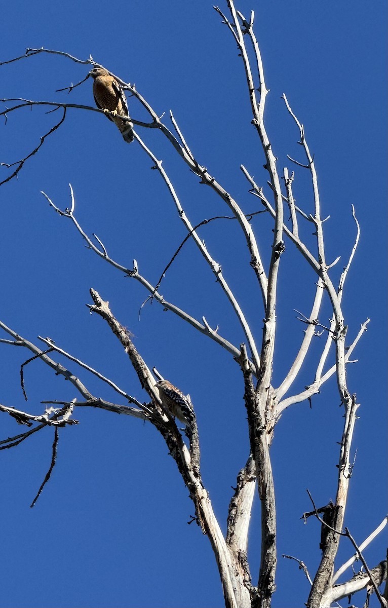 Red-shouldered Hawk - ML630462022