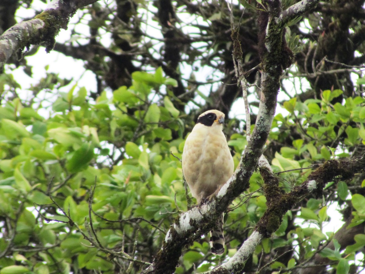 Laughing Falcon - ML630462402
