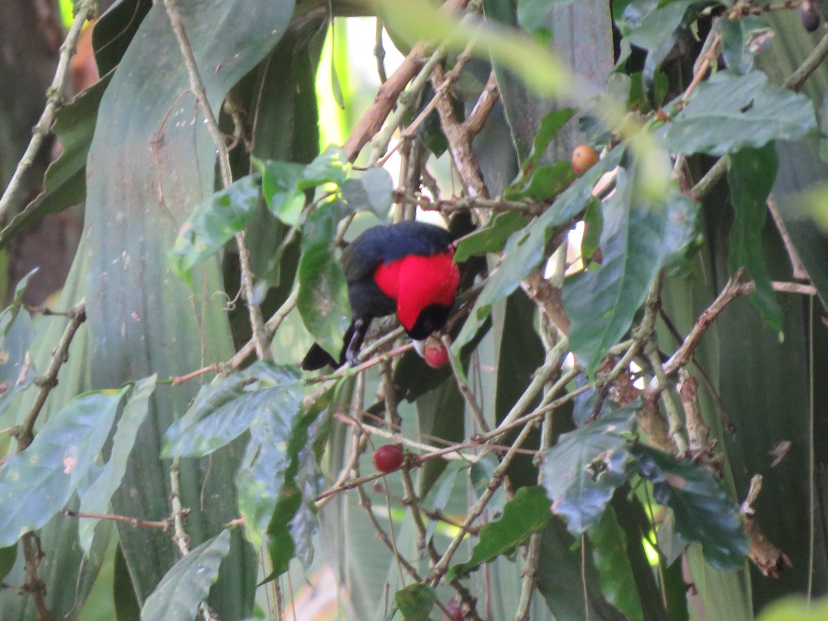 Crimson-collared Tanager - ML630462644