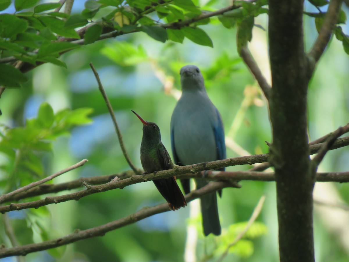 Blue-gray Tanager - ML630462654