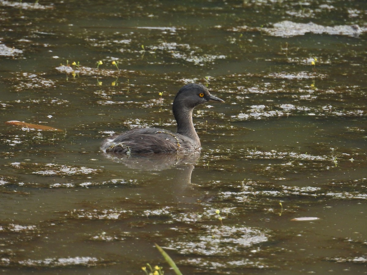 Least Grebe - ML630462660