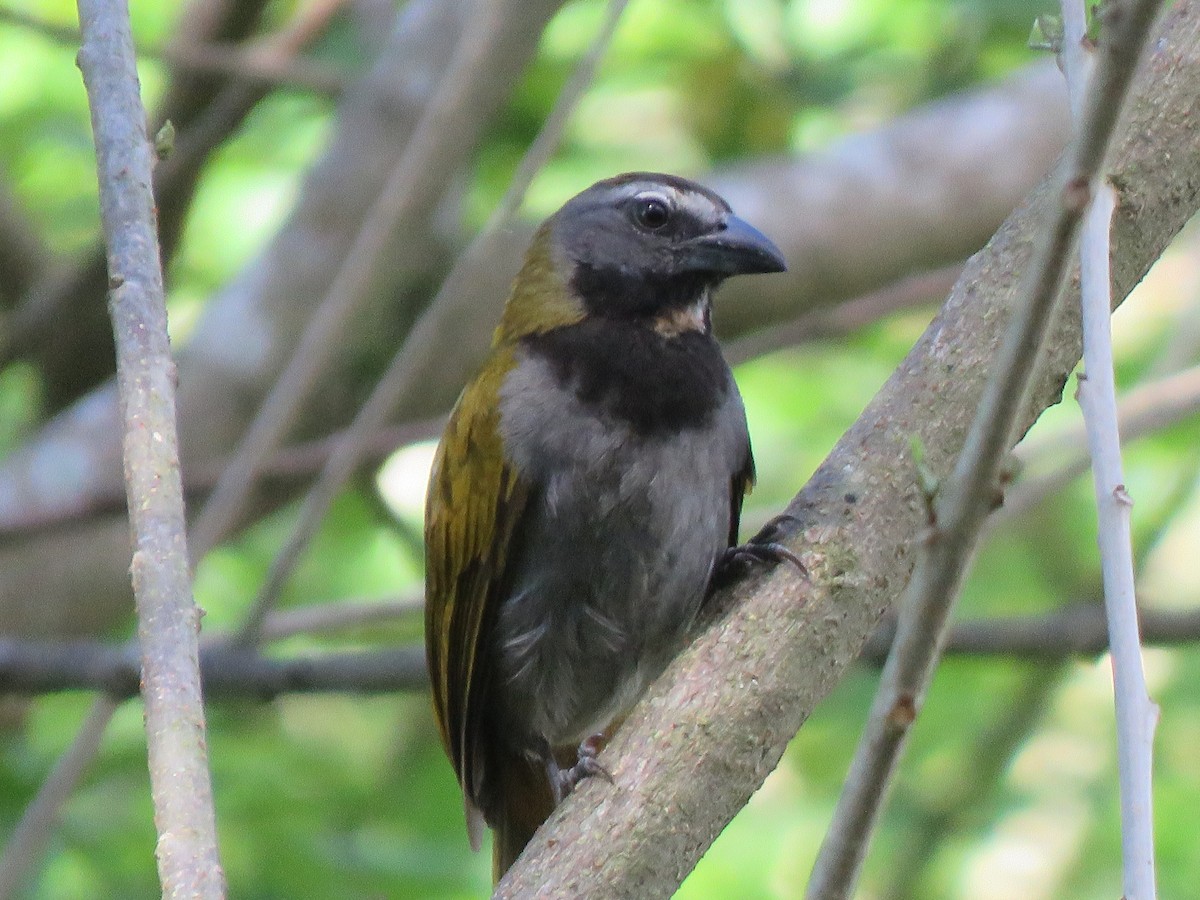 Buff-throated Saltator - ML630462671