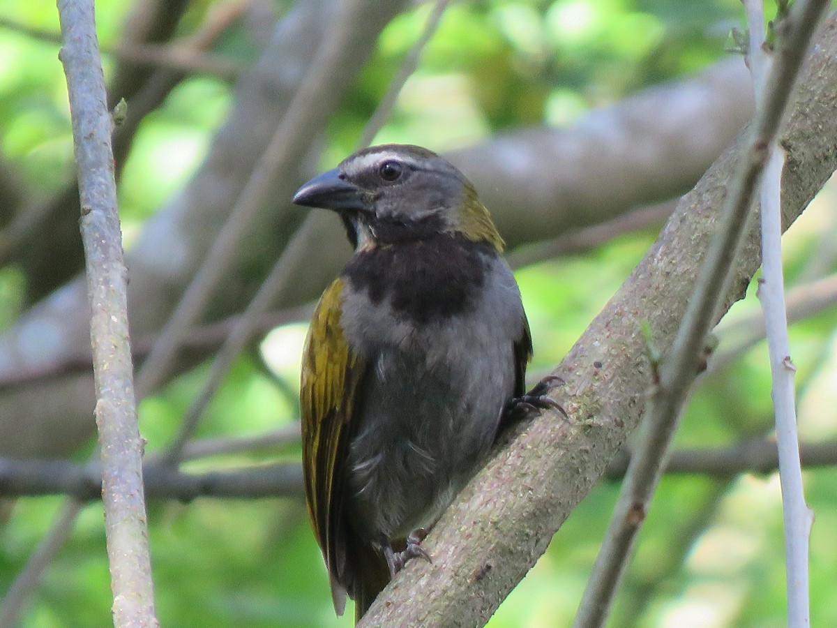 Buff-throated Saltator - ML630462672